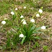 Last but not least some spring flowers, here Märzglöckchen (Leucojum vernum).
