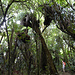 Auf dem Waimoku Track