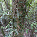 Farn mit Baum