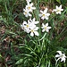 <b>Narciso selvatico (Narcissus poeticus) a Somazzo.</b>