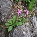 Silene dioica (L.) Clairv.<br />Caryophillaceae<br /><br />Silene dioica<br />Silène dioique, Compagnon rouge<br />Rote Waldnelke<br />