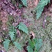 Polypodium vulgare L.<br />Polypodiaceae<br /><br />Polipodio comune, Felce dolce<br />Polypode commun<br />Gemeine Tüpfelfarn, Engelsüss