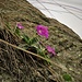 Primula hirsuta All.<br />Primulaceae<br /><br />Primula irsuta<br />Primevère à gorge blanche<br />Rote Felsen-Primel, Behaarte Schlüsselblume