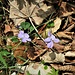 Viola riviniana Rchb.<br />Violaceae<br /><br />Viola di Rivinus<br />Violette de Rivinus, Violette à éperon clair<br />Hain-Velichen<br />