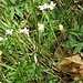 Cardamine pratensis L.<br />Brassicaceae<br /><br />Cardamine dei prati<br />Cardamine des prés<br />Gewöhnliches Wiesen-Schamkraut