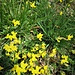 Lotus corniculatus L.<br />Fabaceae<br /><br />Ginestrino comune<br />Lotier corniculé<br />Gewöhnlicher Hornklee