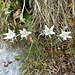 Edelweiss