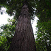 Auch hier gibt's einige Redwoods