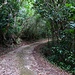 Nordseitig vom Mount Obama sind noch Reste des ursprünglichen Regenwaldes auf Antigua erhalten geblieben.
