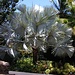Die majestätische Bismarckpalme (Bismarckia nobilis) traf ich in Gärten verschiedener Karibikinseln an. Sie stammt ursprünglich aus den Savannen Madagaskars, ist nun aber in vielen Regionen der Tropen ein beliebter Zierbaum.