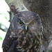 Das ist dann echt ein Highlight: Eine sogenannte German Owl, sie ist dunkler und kleiner als die New Zealand Owl. Wie der Name vermuten lässt, ist sie eingewandert. Leider sitzt sie im dunklen Gehölz und die Belichtungszeit ist bei der Brennweite zu hoch.