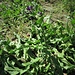 Anchusa officinalis L. <br />Boraginaceae<br /><br />Buglossa comune<br />Buglosse officinale <br />Echte Ochsenzunge, Gebräuchliche Ochsenzunge <br />