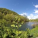 <b>Pianta neofita invadente: Poligono del Giappone (Reynoutria japonica) </b>