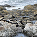 Seals an der Küste vor Kaikoura.