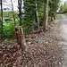 Auf dem Waldweg neben dem Sixfeld. Diese Markierung muss doch dem Banntagweglein gelten!