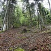 Weitere Markierungen sind auszumachen, und, wenn man weiss wo, auch ein Grenzstein zwischen den Gemeinden Liedertswil und Reigoldswil. Die Schneise geht's in direkter Linie hoch zum Dünnlenberg.