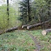 Kurz vor der Waldweid auf dem Weg beim Örleberg.