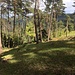 Im Abstieg gegen Waldenburg, in der Gegend <em>Esel</em>.