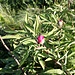 <b>Peonia</b> (Peonia officinalis).