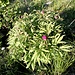 <b>Peonia</b> (Paeonia officinalis)