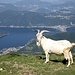 Il <b>becco</b> del Monte Generoso si mette in posa davanti al Lago di Lugano.