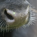 a cows nose