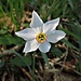 Narcissus poeticus L.<br />Amaryllidaceae<br /><br />Narciso selvatico<br />Narcisse des poètes<br />Poeten-Narzisse