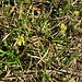 Carex caryophyllea Latourr.<br />Cyperaceae<br /><br />Carice primaticcia<br />Laiche du printemps<br />Frühlings-Segge<br />