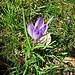 Crocus albiflora Kit.<br />Iridaceae<br /><br />Zafferano alpino, Croco bianco<br />Crocus du printemps<br />Frühlings-Zafran, Frühlings-Krokus
