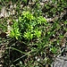 Euphorbia cyparissias L.<br />Euphorbiaceae<br /><br />Euforbia cipressina<br />Euphorbe petit cyprès<br />Zypressenblättrige Wolfsmilch<br /><br /><br /><br />