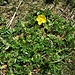Potentilla aurea L.<br />Rosaceae<br /><br />Cinquefoglie fior d'oro<br />Potentille dorée<br />Gold-Fingerkraut