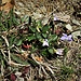 Viola rupestris F. W. Schmidt<br />Violaceae<br /><br />Viola rupestre<br />Violette des rocailles<br />Sand-Velichen, Felsen-Velichen<br />