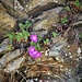 Primula hirsuta All.<br />Primulaceae<br /><br />Primula irsuta<br />Primevere à gorge blanche<br />Rote Fesen-Primel, Behaarte Schlüsselblume