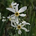 Narcissus poeticus. 