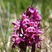 <b>Orchide palmata</b> (Dactylorhiza incarnata).<br />Questa specie possiede grande variabilità fenotipica. Sono stati trovati a volte esemplari a fiori gialli.