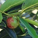 Frucht eines Ehenholzbaumes (Diospyros) im Botanischen Garten von Roseau. Die genaue Art muss ich noch bestimmen, wer weiss mehr über die Pflanze?