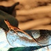 Der Dominica Anolis (Anolis oculatus) ist eine endemische Eidechsenart mit vier veschiedenen Unterarten die sich farblich unterscheiden. Diese ist eher unscheinbar braun gefärbt, aber fällt dennoch auf dem Badetuch auf.