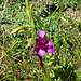 Farbtupfer am Wegesrand