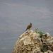 ein hübscher Vogel, der blieb ganz ruhig sitzen, auch noch als ich in seine Nähe kam