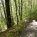 hier beginnt die Abkürzung im Buechwald