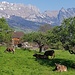 Gehörnte Kühe auf saftiger Weide am Studnerberg