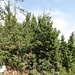Echter Wacholder (Juniperus communis)