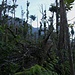 An vielen Stellen im Regenwald sieht man die unglaublichen Kräfte welche freigesetzt wurden, als im Herbst 2017 der Wirbelsturm Maria der Kategorie 5 über Dominica fegte.