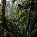 Nach einer Stunde Aufstieg befand ich mich im dichten, wunderschönen Regenwald eine erste Trinkpause. Auch wenn es auf dem Foto nicht so ausschaut, geht hier der Weg weiter. Oft musste ich nu wenige Schritte gehen und schon war der Weg wieder da nachdem ich über Vegetation und Baumstämme geklettert war.