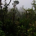 Ab etwa 1000m befand ich mich im Vegetationsgürtel des Bergnebelwaldes. Dieser Regenwld ist ein besonders niederschlagsreich und man findet ihn nur an hoch gelegenen Berghängen im Innern Dominicas. Dort bleiben auch meistens Nebelbänke hängen und die aufgestauten Wolken regen sich hier aus.