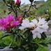 Rododendri bicolori