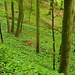 Naturwaldreservat Lohntal, es riecht als wären da 1.000 Dönerbuden