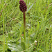 Orchis purpurea - Purpur-Knabenkraut geschlossen