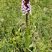Orchis purpurea - Purpur-Knabenkraut geöffnet 