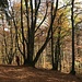 wieder an der Sonne - während des Abstieges auf dem Naturlehrpfad Herzogenhorn ...